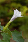 Jimsonweed